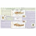 Frey Scientific Laminated Dissection Mat, Grasshopper Anatomy Print 420.5010.1